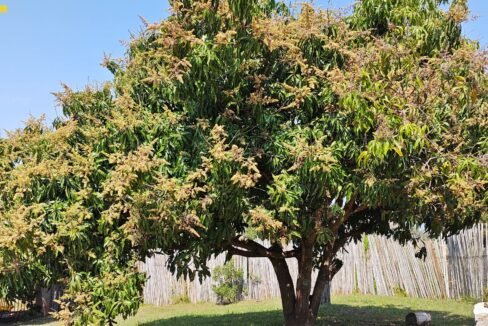 Chácara 3.000 m² a venda em Vargem-SP (10)