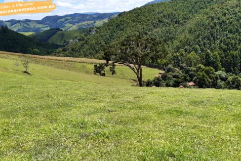 sitio 5 alqueires a venda em Jonaópolis (7)