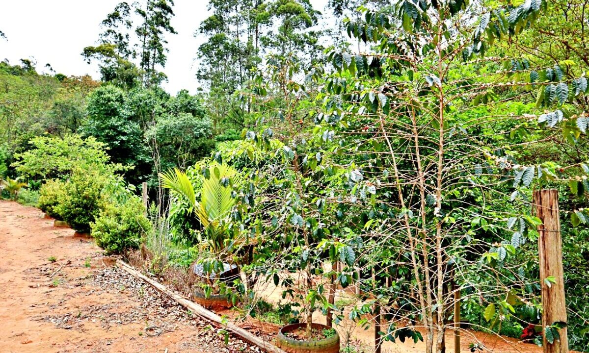 chácara 12.000 metros a venda em joanópolis (31)